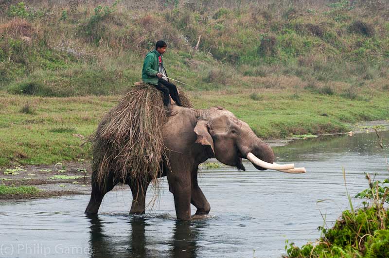 Returning with forage, Chitwan