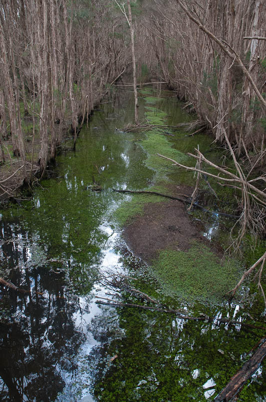 Paperbark swamp at the Tamar Island Wetlands