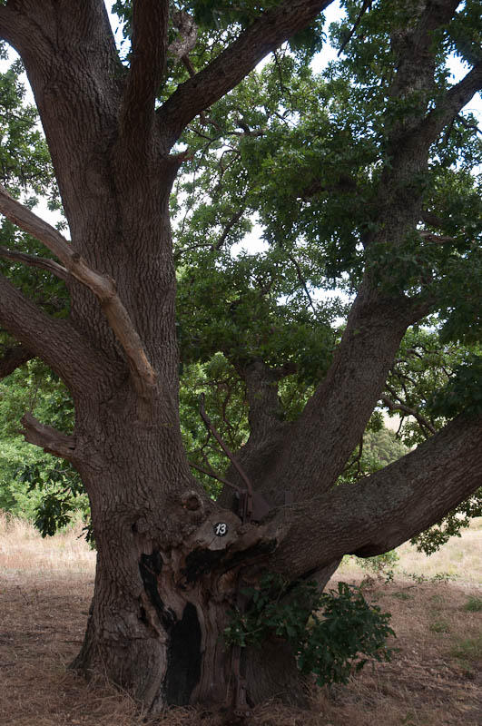 Century-old oak on Tamar Island