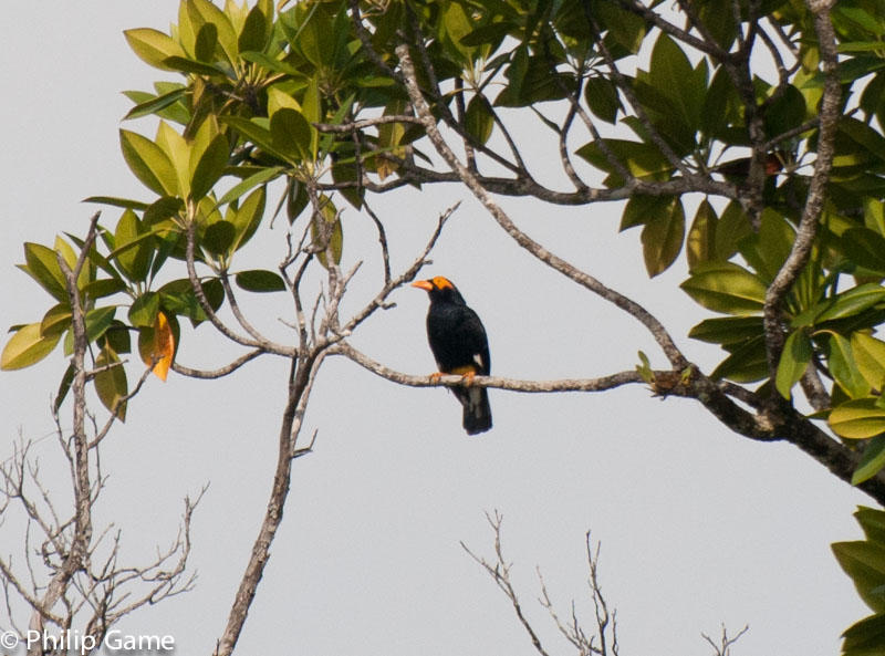 An endemic Long-tailed myna