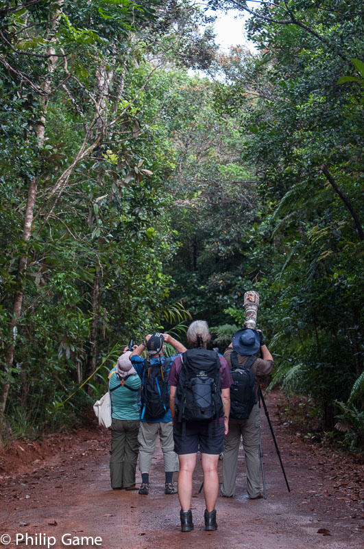 Birdwatchers let loose in the forests (New Caledonia)...