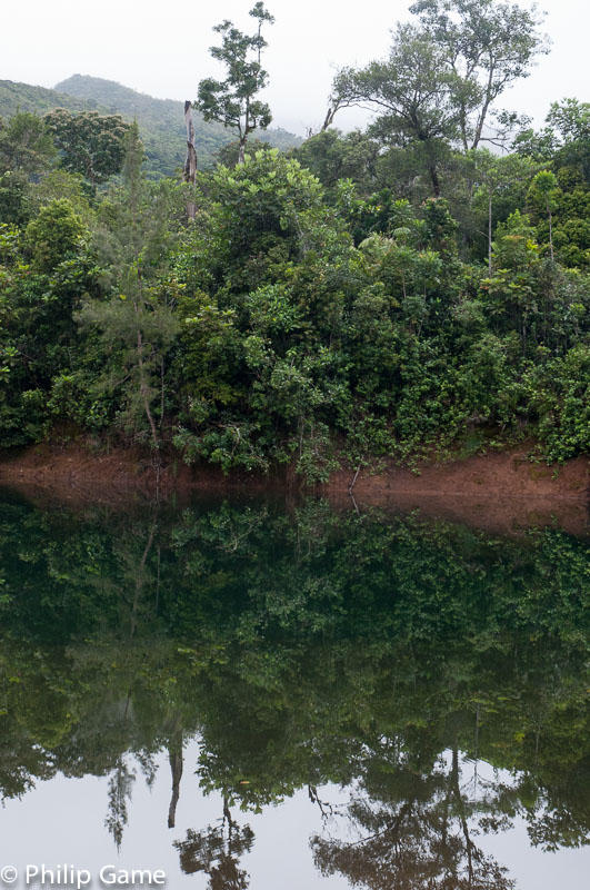 Reflections in a forest stream