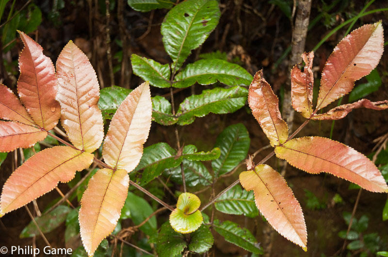 Rainforest plants