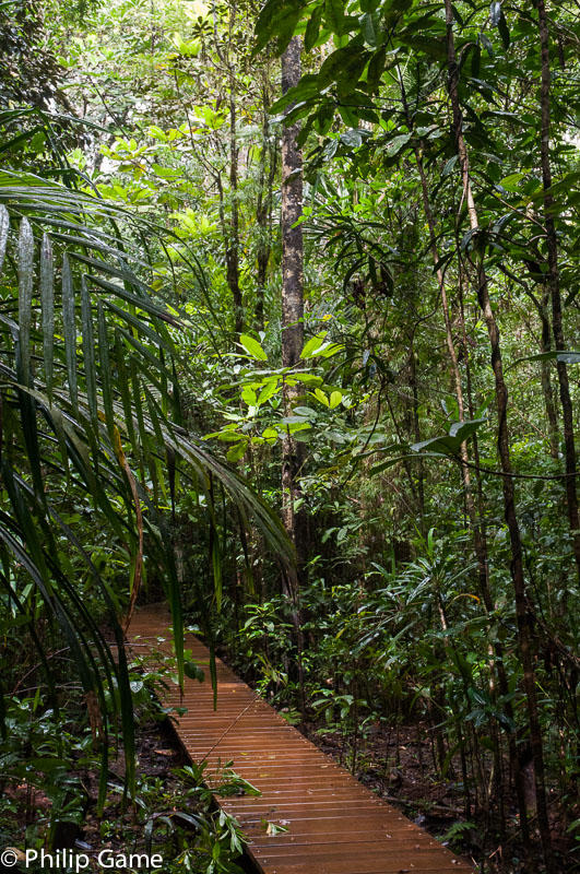 A boardwalk leads to the Grand Kaori, or Big Kauri Pine