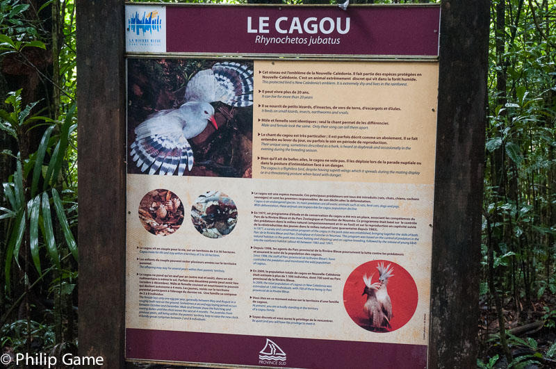 Learning about Le Cagou, the Kagu