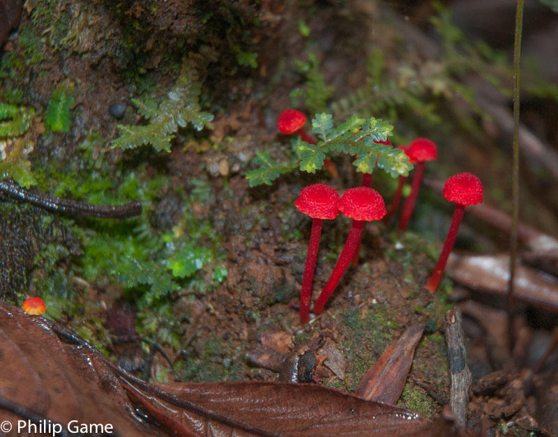 Tiny red fungi