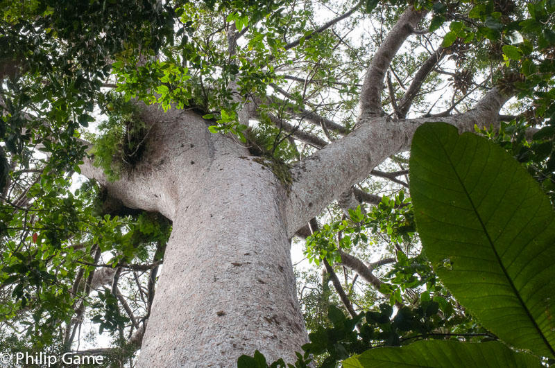 The 40-metre tall Grand Kaori,  Agathis lanceolata , believed more than a thousand years old