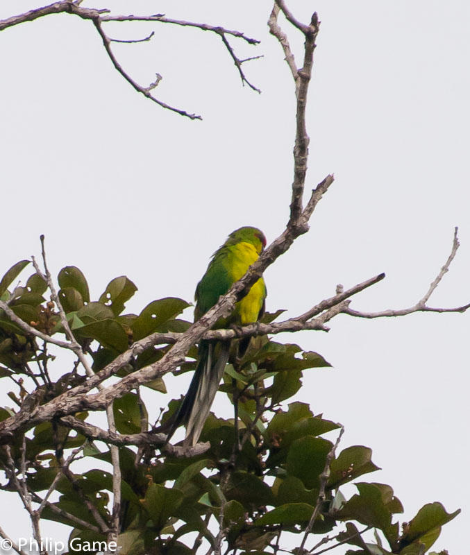 The New Caledonia parakeet