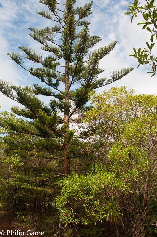 Norfolk's distinctive araucarian pines