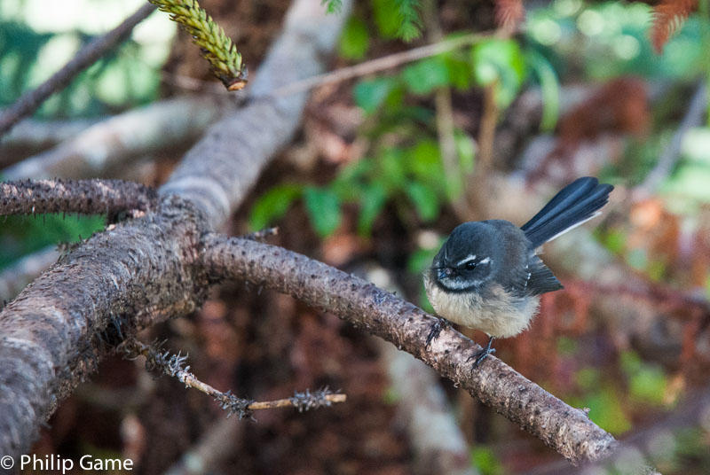 Fantail in the national park