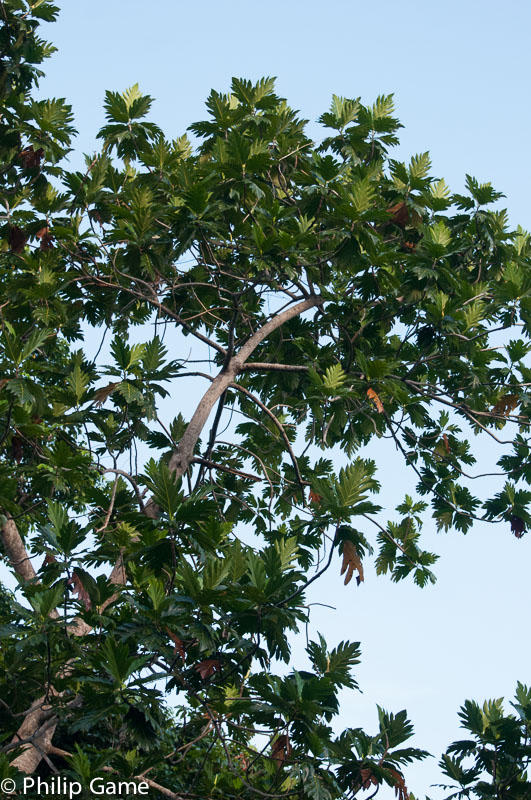 Breadfruit tree (?)