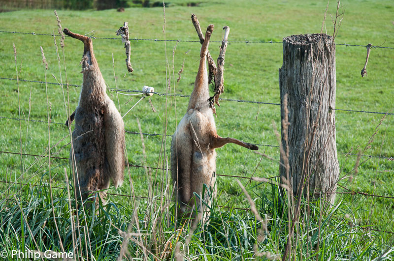 Fox pelts strung up by a vengeful farmer