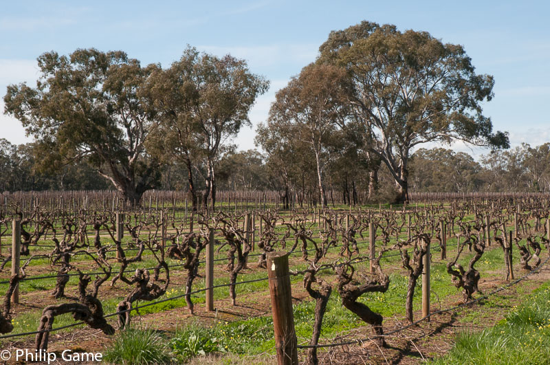 1867 grapevines at Tahbilk Estate