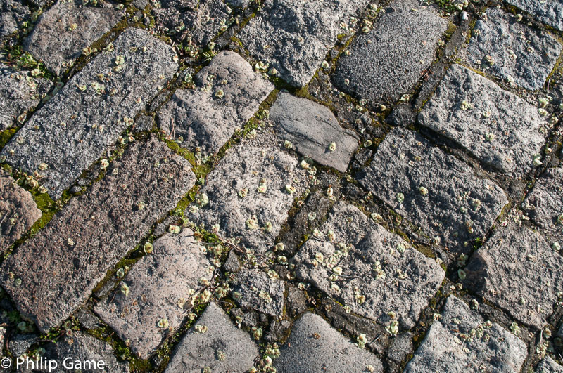 Paving stones littered with elm blossom, Beechworth
