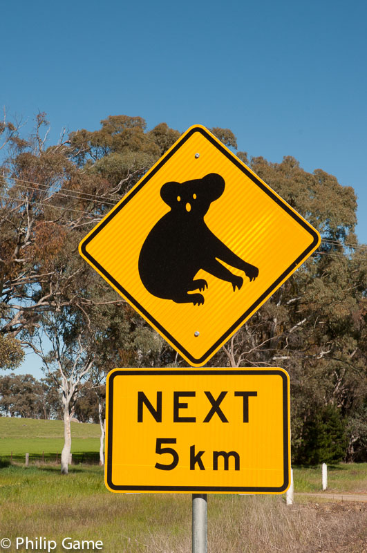 Koala hazard warning