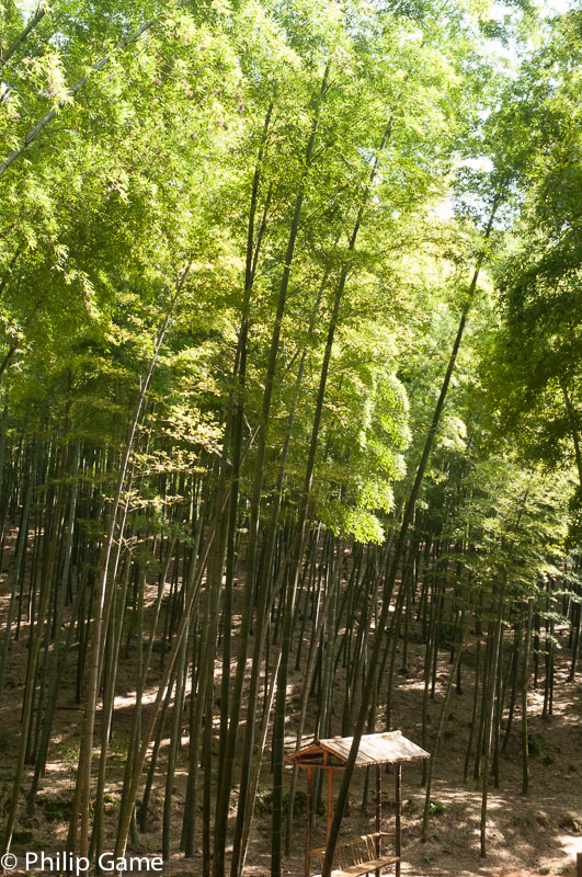 Bamboo groves in early evening