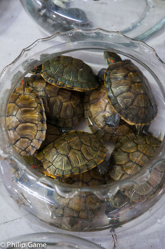 Terrapins for sale at Flower, Bird, Fish and Insect Market