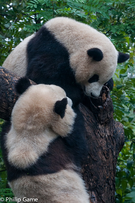 Giant Pandas