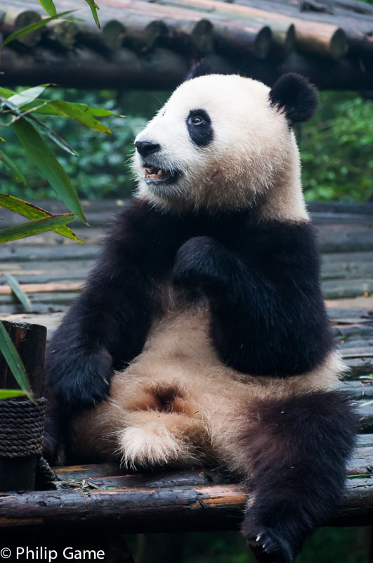 Giant Pandas