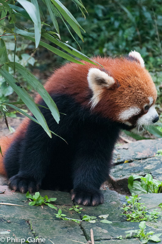 Red panda - a completely different animal