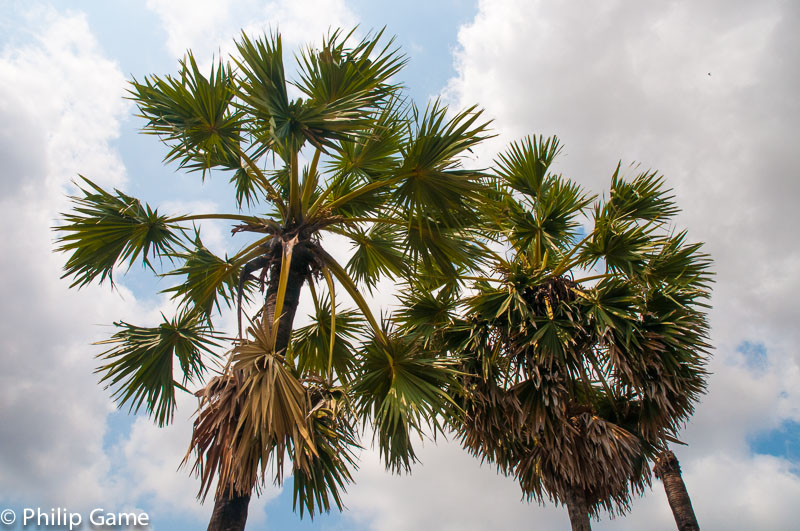 Borassus palms on Koh Trong