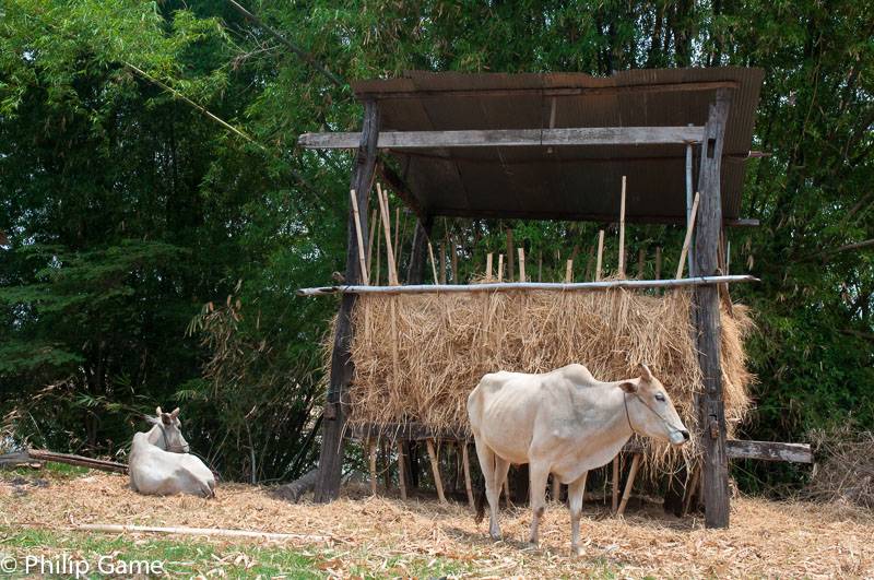 Fodder for farm cattle on Koh Trong