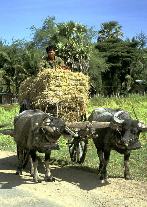Ox cart, rural Cambodia