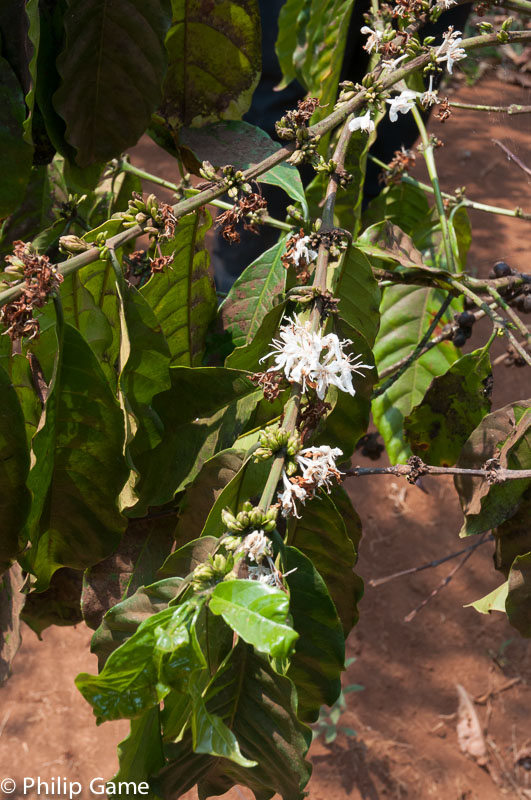 Coffee plantation, Mondulkiri