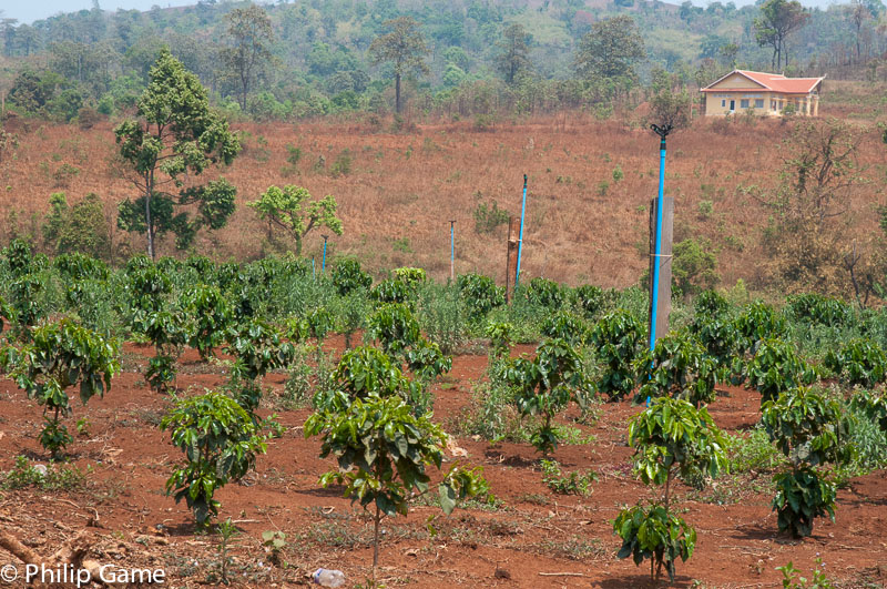 Coffee plantation, Mondulkiri