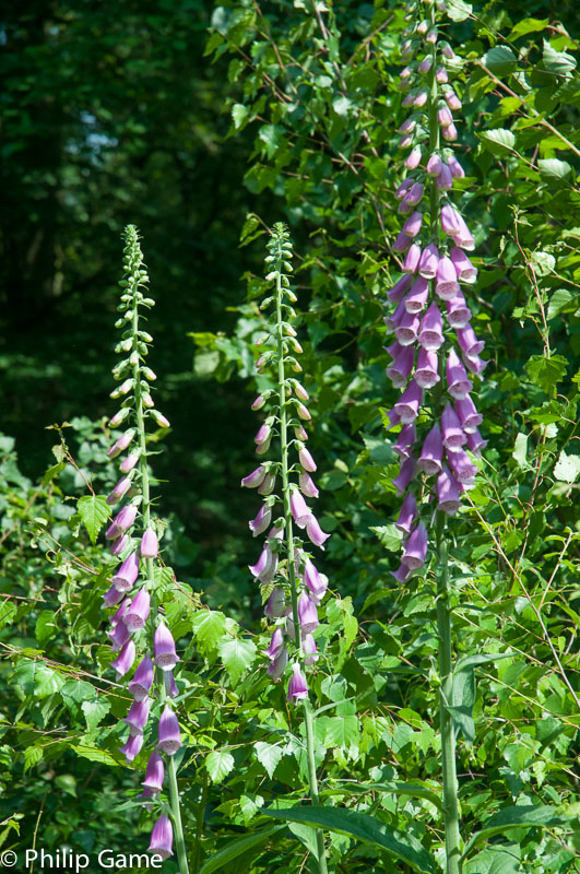 Hollyhocks in bloom