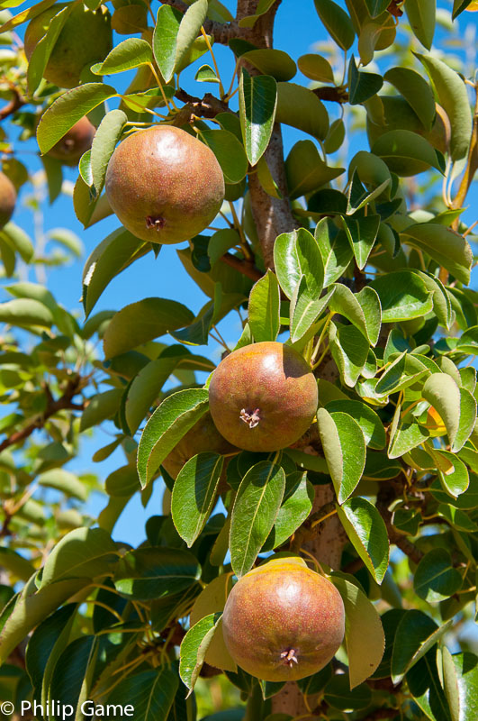 Nashi pears ripening at Stanley