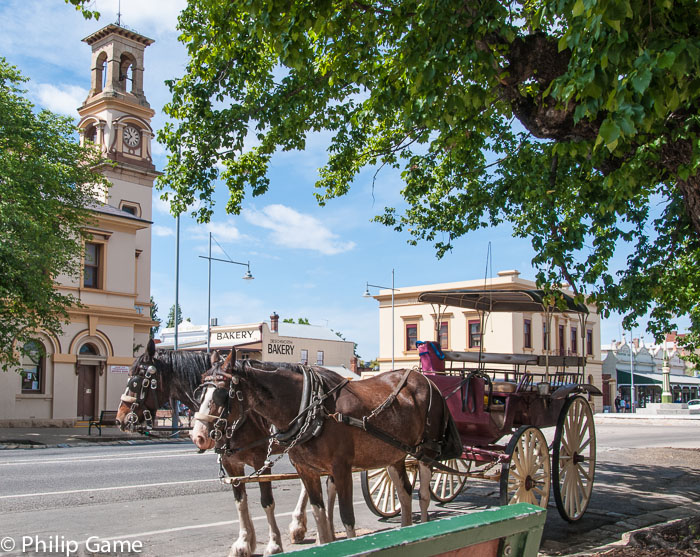 Pony trap awaiting tourists in Beechworth