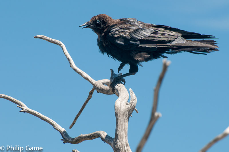 Bird on a branch below The Horn, Mt Buffalo