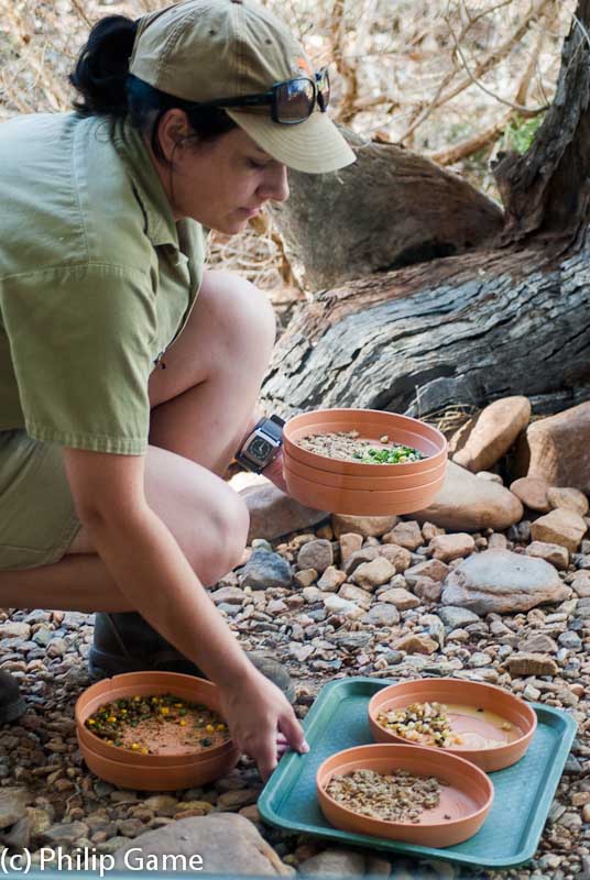Setting out feeding bowls at Alice Springs Desert Park