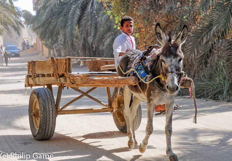 Village boy riding a mule cart