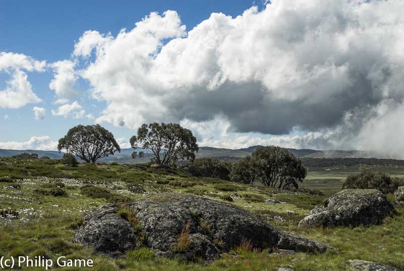 Along the Mt Cope Track