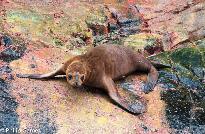 South American sea lion, Otaria flavescens