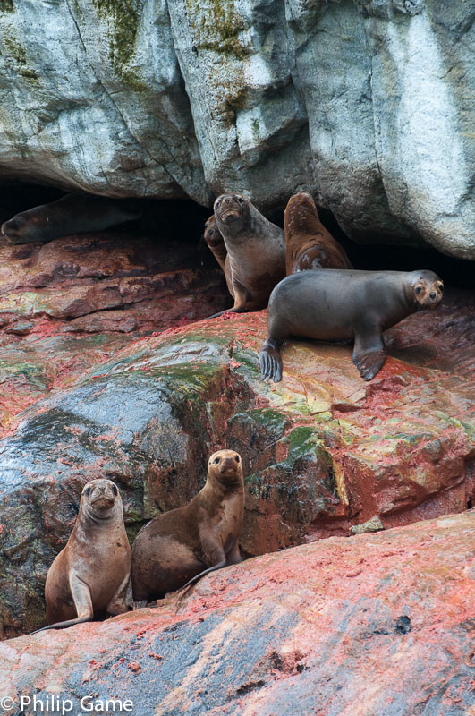 Colony of S. American sea lions