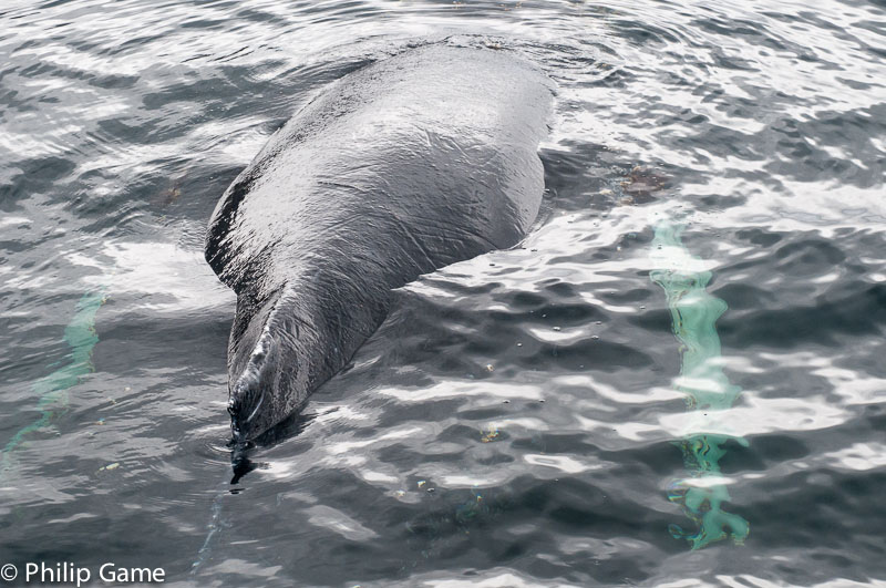 Female whale with her young visible underwater