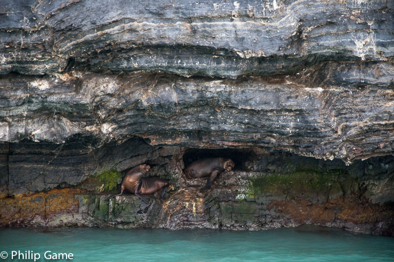 Fur seals tucked into a cliff face