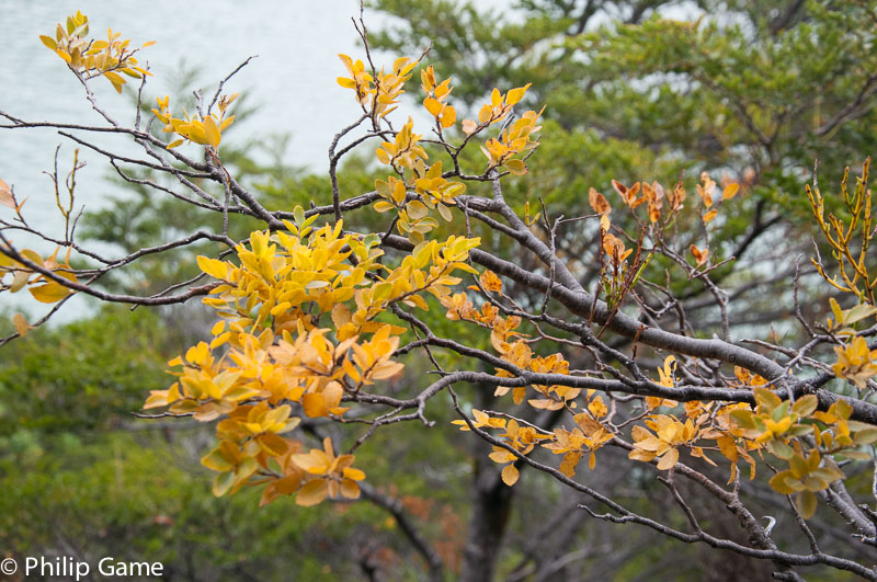 Nothofagus beech forest beside L. Serrano