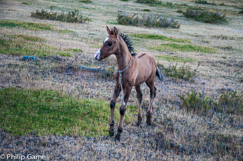 New-born foal, perhaps a month old
