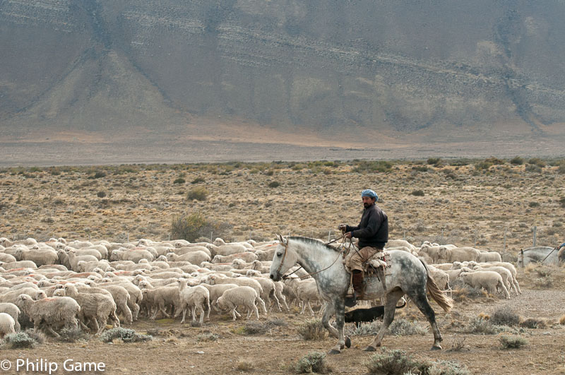 Shepherd beside the road to El Chalten