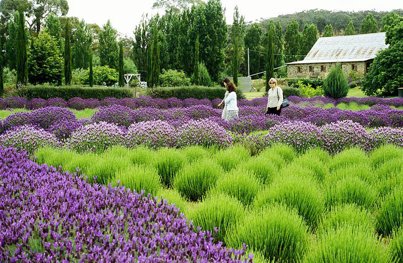 Lavender field at the Lavandula Swiss-Italian Farm
