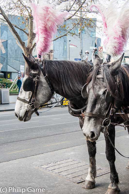 Carriage horses in Swanston St