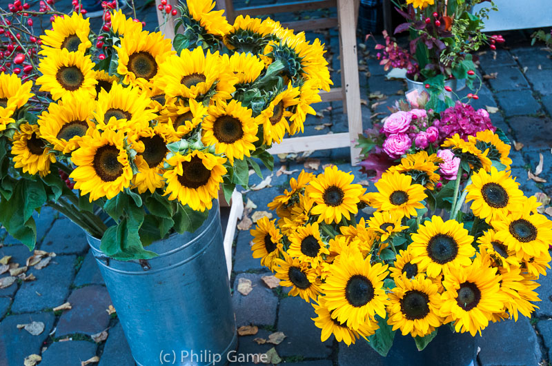 Sunflowers at Chamissoplatz organic market in Kreuzberg