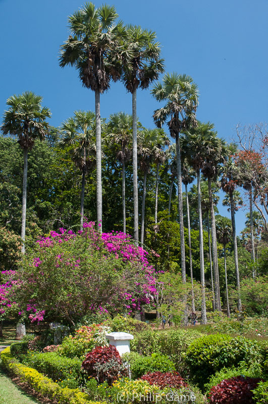 Centuries-old Royal Botanic Gardens at Peradeniya
