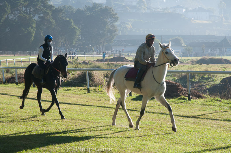 Tracing racehorses in Nuwara Eliya... 