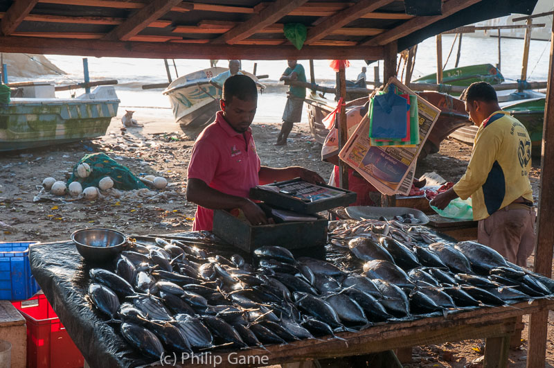 Sorting the fishing catch at sunrise, Galle Fort