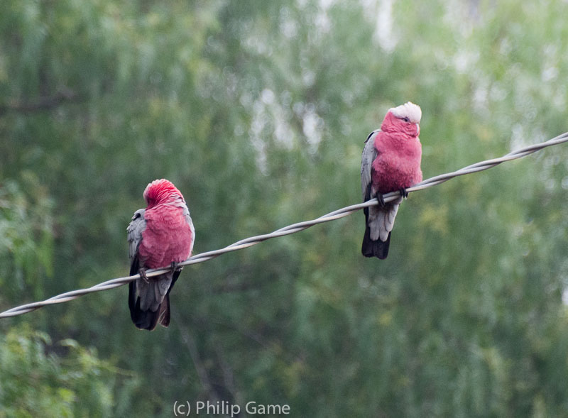 Galahs near our cottage